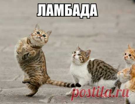 Коты тоже умеют танцевать))