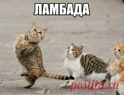 Коты тоже умеют танцевать))