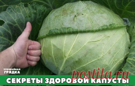 СЕКРЕТЫ ЗДОРОВОЙ КАПУСТЫ 
В лунки рекомендуется засыпать перегной и добавлять 1 столовую ложку яичной скорлупы, 1 столовую ложку золы и 1 чайную ложку суперфосфата и 1 чайную ложку порошка горчицы. Это нужно для того, чтобы не завелись личинки, вредящие корням. Все хорошо перемешать и полить горячей водой с марганцовкой. Когда остынуть лунки, высадить заранее политую рассаду. Мульчировать перегноем, поливать каждый день 3-4 дня подряд, а затем производить полив через 3-4 дня. 
Если есть угроза