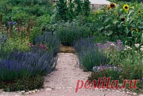 Два способа выращивания иссопа семенами | Дача - впрок