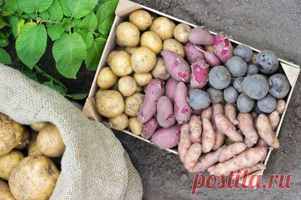 Лучшие способы сохранить урожай картофеля — 6 соток