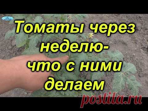 Томаты через неделю после высадки-что нужно сделать.