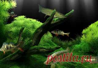 Речные рыбы