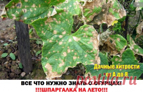 (1) Одноклассники
