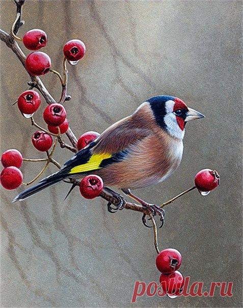 Птицы. Художник ANDREW HUTCHINSON.
Декупаж коллаж. Decoupage collage.
#дизайн #для_декупажа #картинки_для_творчества #декупаж #декор