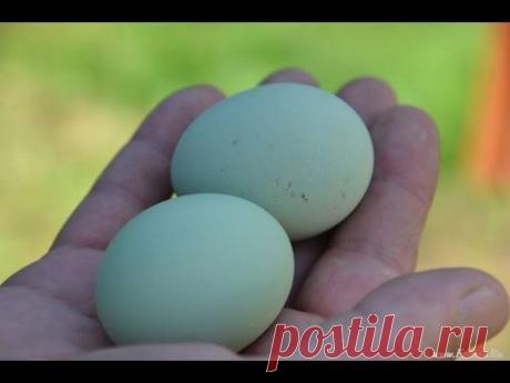 Исследование зелёных яиц китайских чернокожих кур породы Ухэйилюй - YouTube