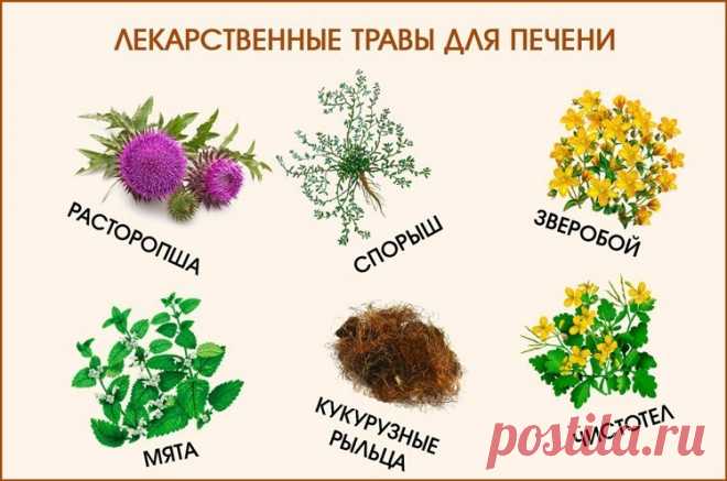 ПЕЧЕНЬ МОЖНО ВЫЛЕЧИТЬ ТРАВАМИ Если болеет печень, страшно страдает весь организм. Тяжесть после принятия пищи, боль в боку,... Здоровье - Мой Мир@Mail.ru ПЕЧЕНЬ МОЖНО ВЫЛЕЧИТЬ ТРАВАМИ Если болеет печень, страшно страдает весь организм. Тяжесть после принятия пищи, боль в боку,...  Здоровье в социальной сети Мой Мир