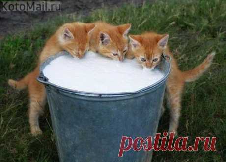 Котята из Простоквашино