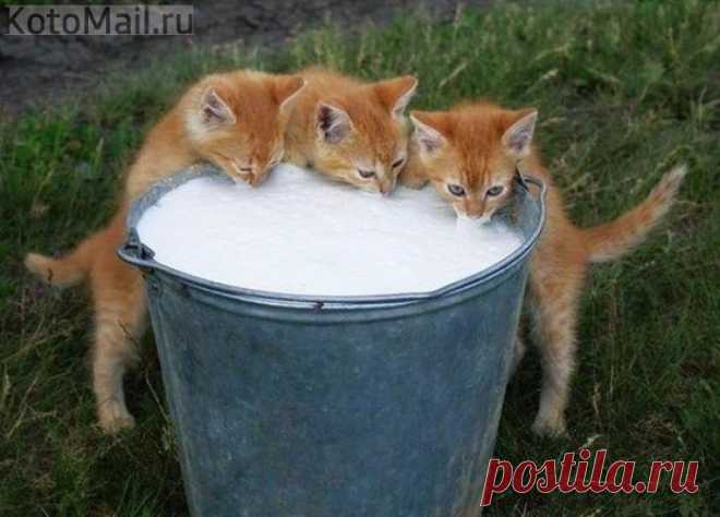 Котята из Простоквашино