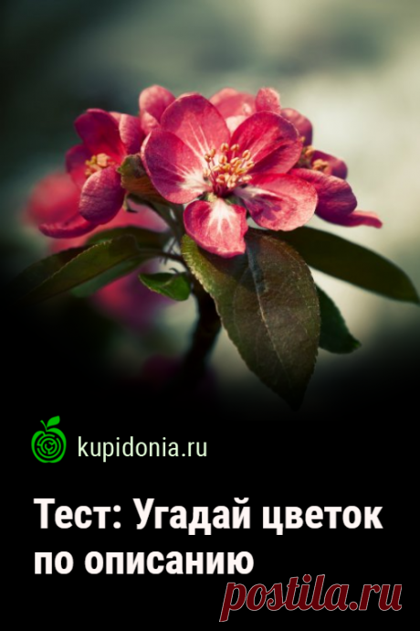 Тест: Угадай цветок по описанию. Тест о цветах, который рассчитан на всех тех, кто хорошо знает растительный мир и хотел бы проверить свои знания. Попробуйте ответить правильно на большую часть наших вопросов.