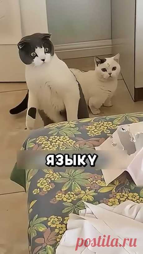 Она впервые сделала это для них #shorts #добро #животные #кот #котики