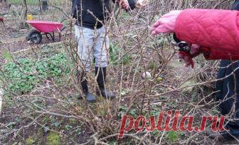 Как правильно обрезать крыжовник осенью – полезные советы новичкам Чтобы в следующем году собрать хороший урожай ягод, осенью куст крыжовника нужно обрезать и сформировать. Мы расскажем, каких правил следует придерживаться.
Побеги крыжовника хорошо восстанавливаются,...