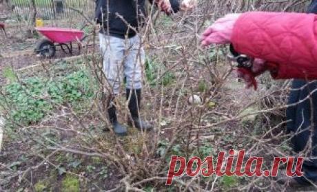 Как правильно обрезать крыжовник осенью – полезные советы новичкам Чтобы в следующем году собрать хороший урожай ягод, осенью куст крыжовника нужно обрезать и сформировать. Мы расскажем, каких правил следует придерживаться.
Побеги крыжовника хорошо восстанавливаются,...