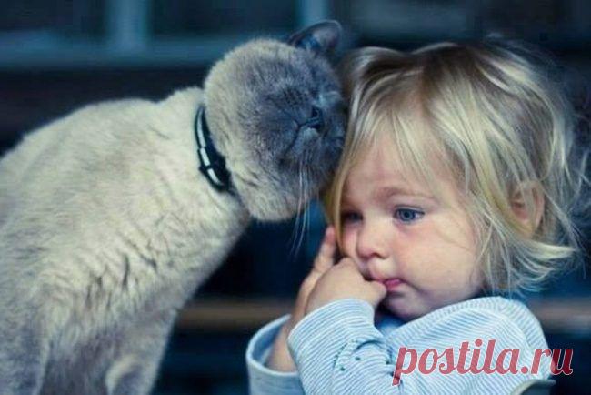 17 котов, из которых получились прекрасные няни / Питомцы