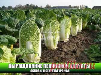 ВЫРАЩИВАНИЕ ПЕКИНСКОЙ КАПУСТЫ: ОСНОВЫ И СЕКРЕТЫ УРОЖАЯ 
Сохраните, чтобы не потерять! 

Выращивание пекинской капусты считается доступным каждому огороднику, будь то «зеленый» новичок или бывалый садовод со стажем. Растет этот неприхотливый овощ хорошо и быстро, легко получить два урожая за сезон, хранится великолепно, вкусен и полезен чрезвычайно, вот только есть у него три беды: стрелкование, крестоцветная блошка и слизни.