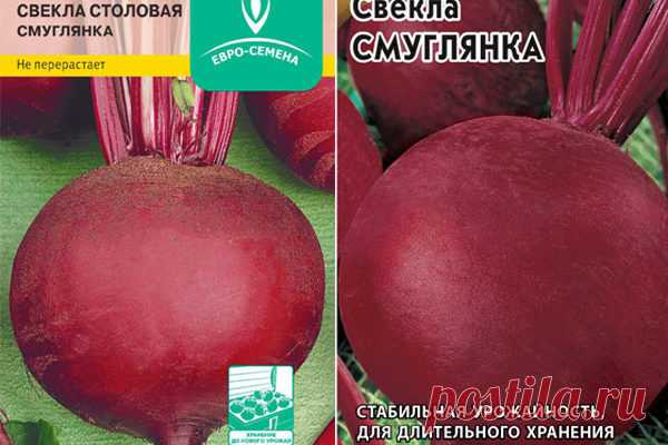 Свекла Смуглянка: описание сорта, фото, отзывы, характеристика, достоинства и недостатки, особенности выращивания, урожайность