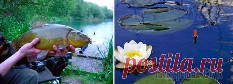 Ловля линя на поплавочную удочку