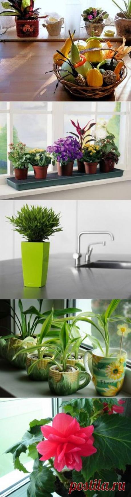 Как красиво украсить кухню комнатными цветами.