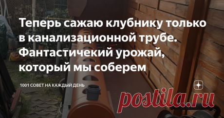 Теперь сажаю клубнику только в канализационной трубе. Фантастичекий урожай, который мы соберем Сегодня рассажу про очень интересную и познавательную тему, которую я придумал. Идея заключается в том, что клубнику теперь сажаю в канализационную трубу. Разберем основные плюсы и минусы такой высадки, рассмотрим данную конструкцию более детально и в последствии скажу про технологию посадки и урожайность.