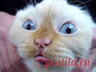 Free Funny Animals Faces Photos - Funny Gif Pictures Mania