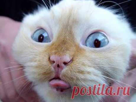 Free Funny Animals Faces Photos - Funny Gif Pictures Mania