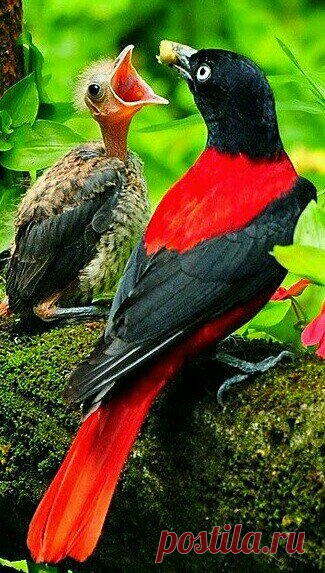 Source :flying of birds
