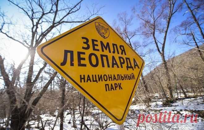 Вырубку монгольского дуба ограничили вокруг нацпарка 