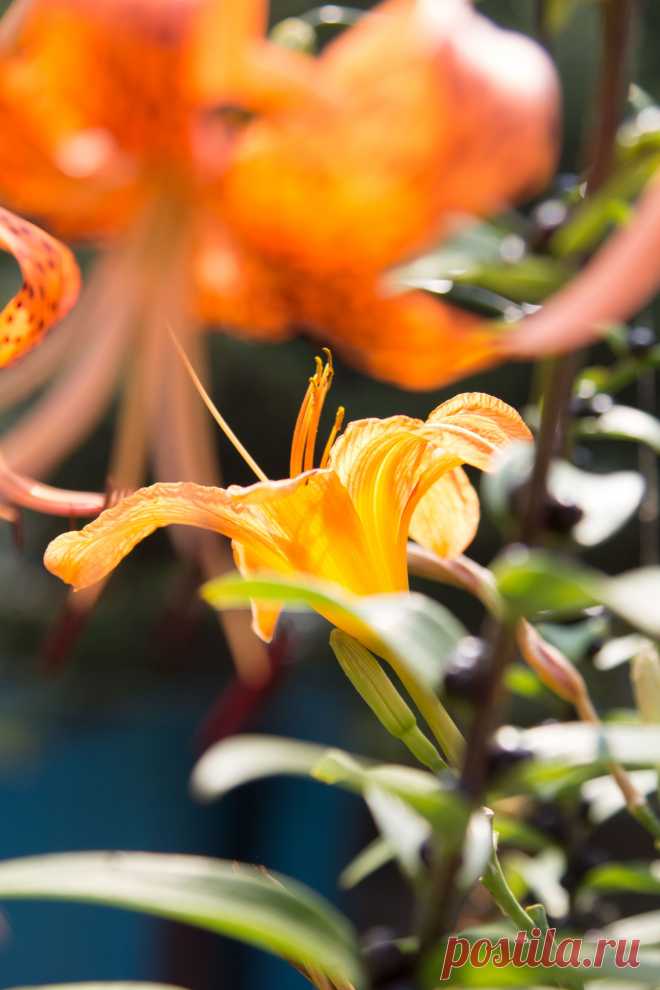 из той же серии