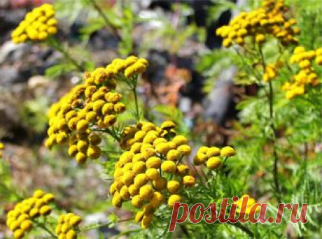 Трава пижма: полезные свойства | 6 соток