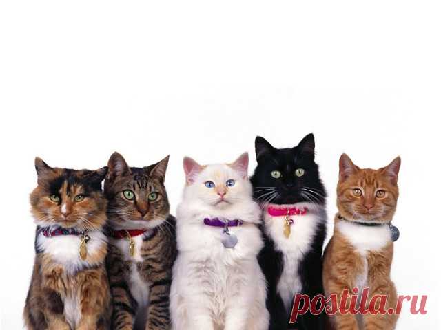 ***)))
Жители разных стран используют разные звуки, чтобы подозвать к себе кошек. Предлагаем ознакомиться со звуками, которые используют жители различных стран при общении с пушистыми питомцами. 

Италия – Мичу Мичу 
США – Кити-Кити 
Латвия – Минка-Минка 
Франция – Мину-Мину 
Голландия – Пуш-Пуш 
Германия – Миц-Миц 
Венгрия – Циц-Циц 
Болгария – Мац-Мац 
Азербайджан – Пиш-Пиш 
Англия – Пуси-Пуси 
Китай – Ми-Ми-МИ 
Япония – Шу-Шу-Шу 
Чехия – Чи-Чи-Чи 
Израиль – Пс-Пс-Пс 
Ли...
