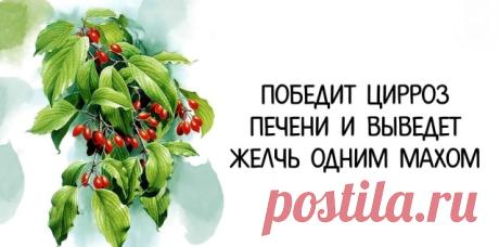 Победит цирроз печени и выведет желчь одним махом