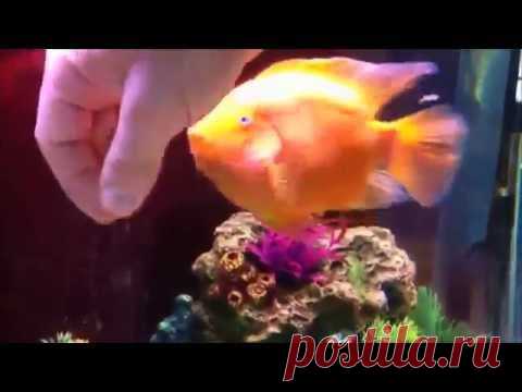 Рыбка думает, что она собака / Видео / Моя Планета