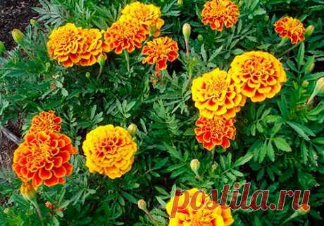 Растения-инсектициды