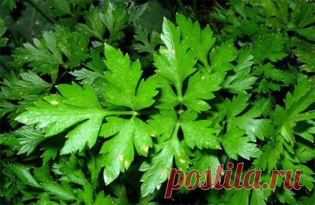 Всё о петрушке