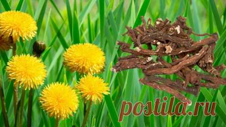 "Женьшень" для мужского здоровья и долголетия, от которого мы старательно избавляемся на даче