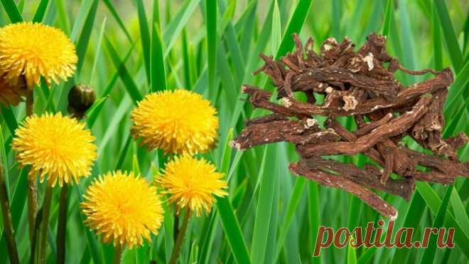 "Женьшень" для мужского здоровья и долголетия, от которого мы старательно избавляемся на даче