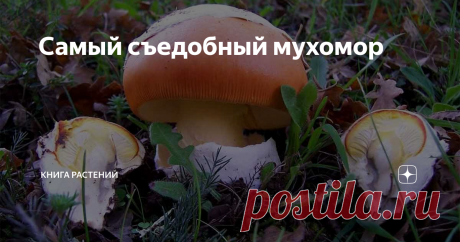 Самый съедобный мухомор ...без регистрации, смс, ГМО и предварительного отваривания.
Здравствуйте, уважаемые читатели! Неизменно голодная  #КнигаГрибов  этим зимним вечером порадует вас рассказом о грибах, которые не стыдно было подать на стол самому Гаю Юлию Цезарю или любому другому римскому императору. Они и называются соответствующе: цезарские грибы (лат.  Amanita caesarea), и относятся к роду Мухомор. Мухоморы мы
