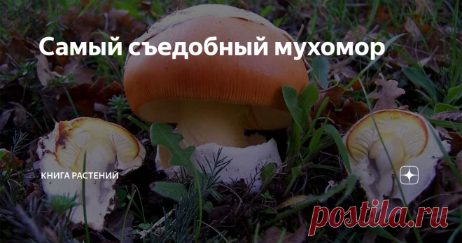 Самый съедобный мухомор ...без регистрации, смс, ГМО и предварительного отваривания.
Здравствуйте, уважаемые читатели! Неизменно голодная  #КнигаГрибов  этим зимним вечером порадует вас рассказом о грибах, которые не стыдно было подать на стол самому Гаю Юлию Цезарю или любому другому римскому императору. Они и называются соответствующе: цезарские грибы (лат.  Amanita caesarea), и относятся к роду Мухомор. Мухоморы мы