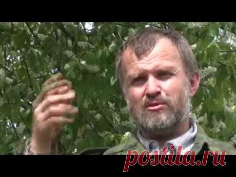 Травовед. Черемуха. Рассказывает Моряков Сергей Викторович - YouTube