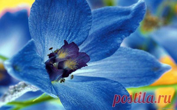 Дельфиниум - посадка и уход, фото разных сортов дельфиниума