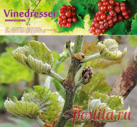 Клещ виноградный листовой Calepitrimerus vitis