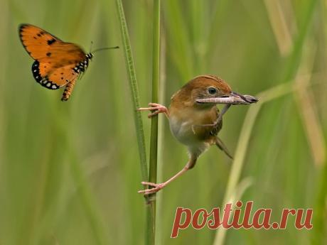 &quot;Ooo..Don't Eat Me...&quot; by SIJANTO NATURE / 500px