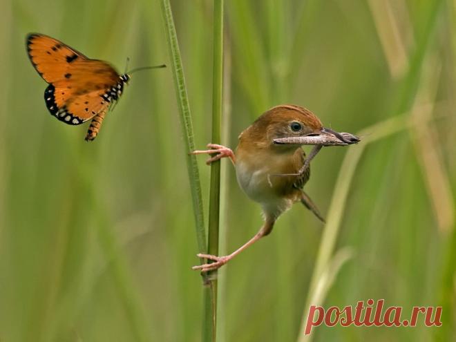 "Ooo..Don't Eat Me..." by SIJANTO NATURE / 500px