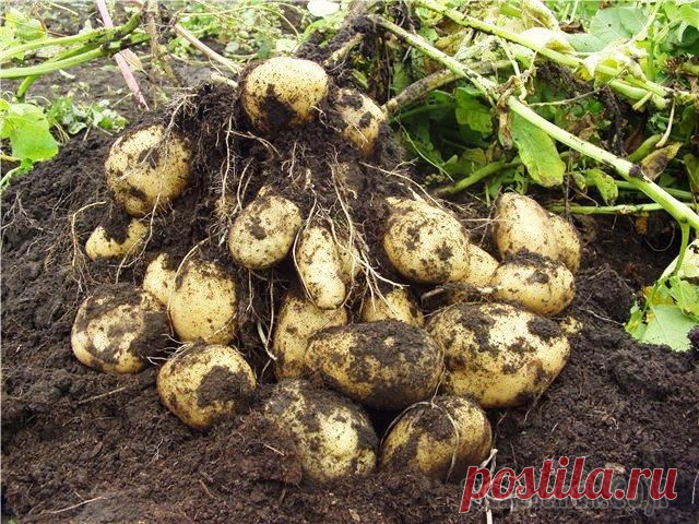 Увеличение урожая за счет деления клубня картофеля. Миф или реальность?