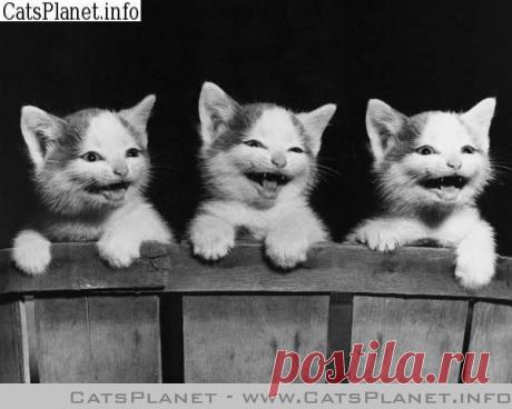 Позитивчик!