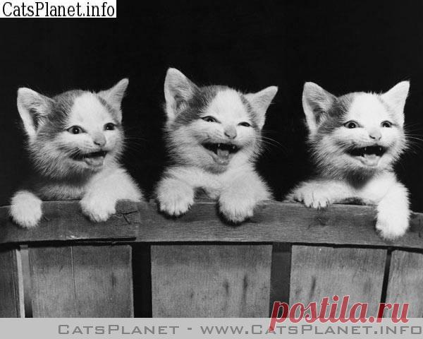 Позитивчик!