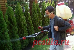 Особенности выращивания туи западной садовой формы Смарагд