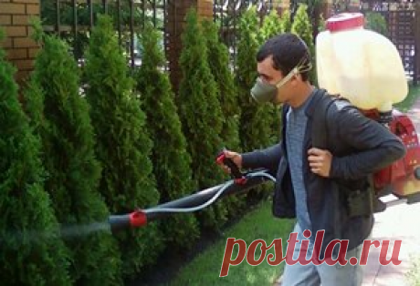 Особенности выращивания туи западной садовой формы Смарагд