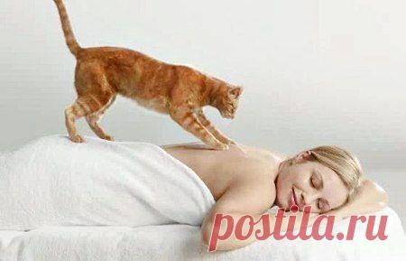 Кошка - лекарь и психолог по призванию