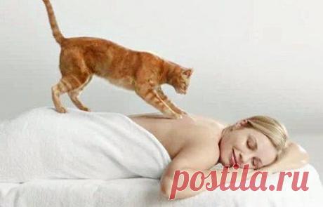 Кошка - лекарь и психолог по призванию